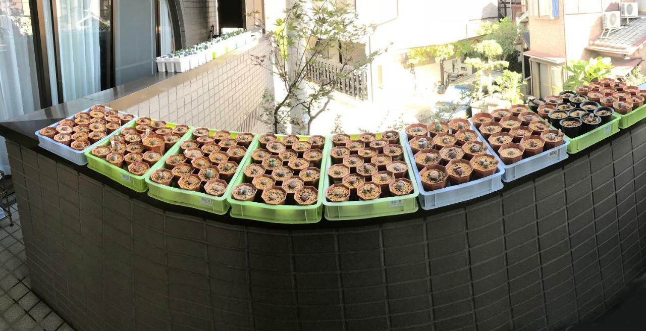 Nakagawa'S Cozy House Apartment ซาคาอิ ภายนอก รูปภาพ
